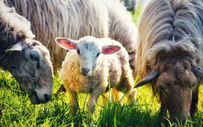 French Basque Country Farms & Food Tour - Final Legs & Return