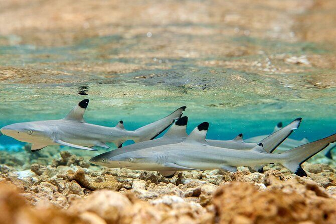 French Polynesia Snorkeling and 4X4 Adventure Tour with Buffet - Final Thoughts