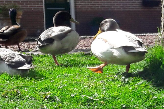 Fresh nose tour with the canoe through the nature near Amsterdam - Final Thoughts: Who Is This Tour For?