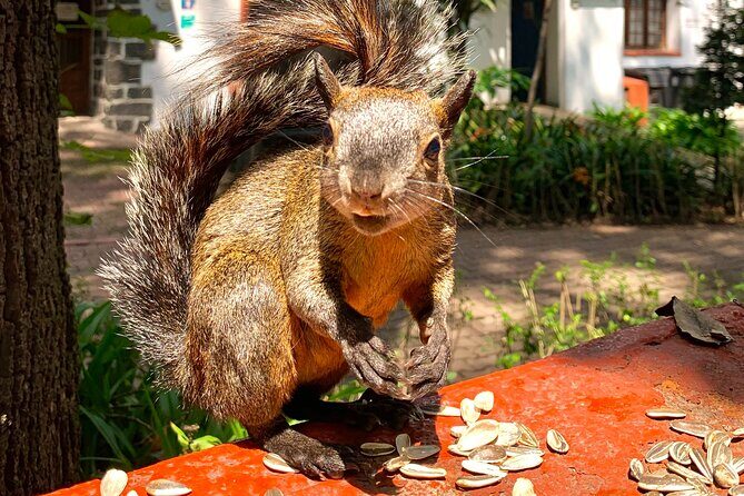 Frida Kahlo VIP [Museum Tickets Included] Walk, Markets & Churros - FAQ