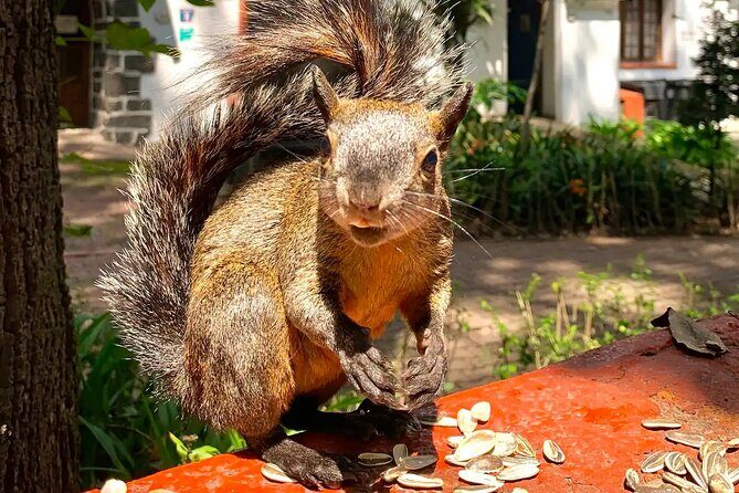 Frida Kahlo VIP-Walk, Market and Churros Museum Tickets Included - FAQs