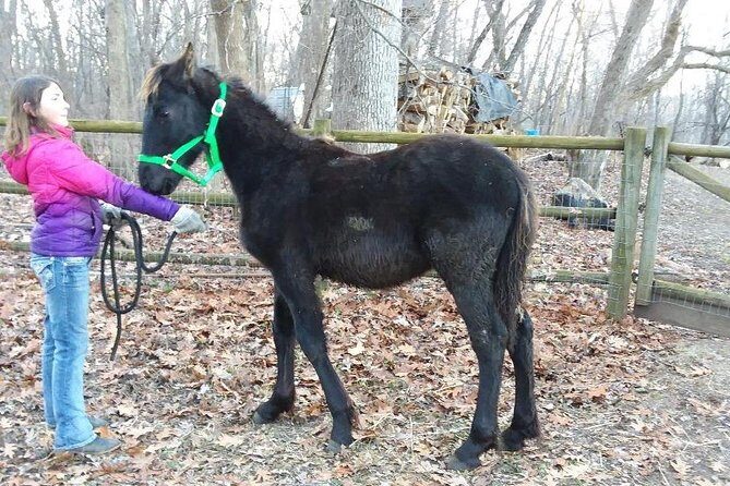 Friesian Herd Tours, Workshops, Classes and Retreats in the Kettle Moraine area. - What to Expect on the Tour