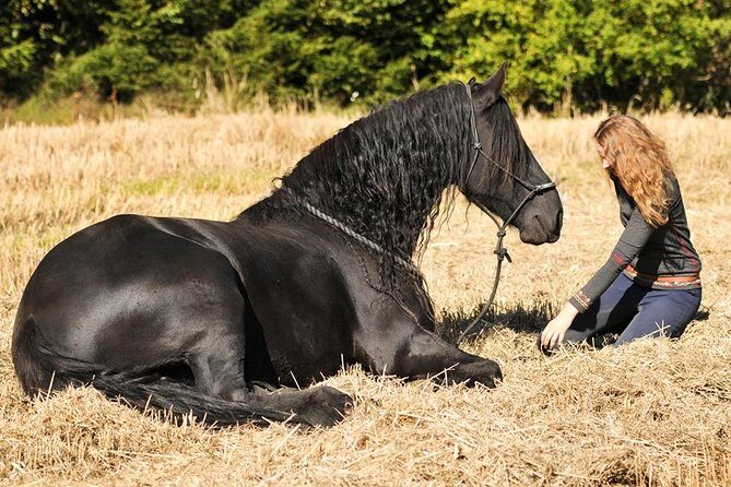 Friesian Herd Tours, Workshops, Classes and Retreats in the Kettle Moraine area. - The Downsides to Keep in Mind