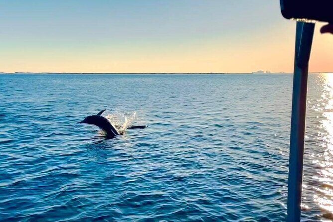 Frisky Mermaid Public Dolphin + Sightseeing Cruise Up to 49 Pax - Analyzing the Cost and Value