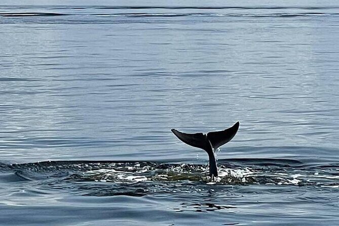 Frisky Mermaid Public Dolphin + Sightseeing Cruise Up to 49 Pax - Who Should Consider This Tour?