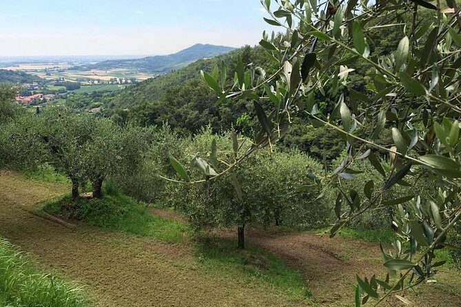 From Abano Montegrotto Olive Oil & Wine in the Euganean Hills - FAQ