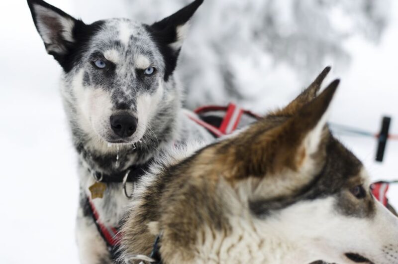From Abisko: Dog Sledding Excursion to Kiruna with Fika - Price and Value: Is It Worth It?