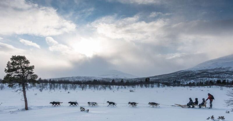 From Abisko: Dog Sledding Excursion to Kiruna with Fika - Final Thoughts
