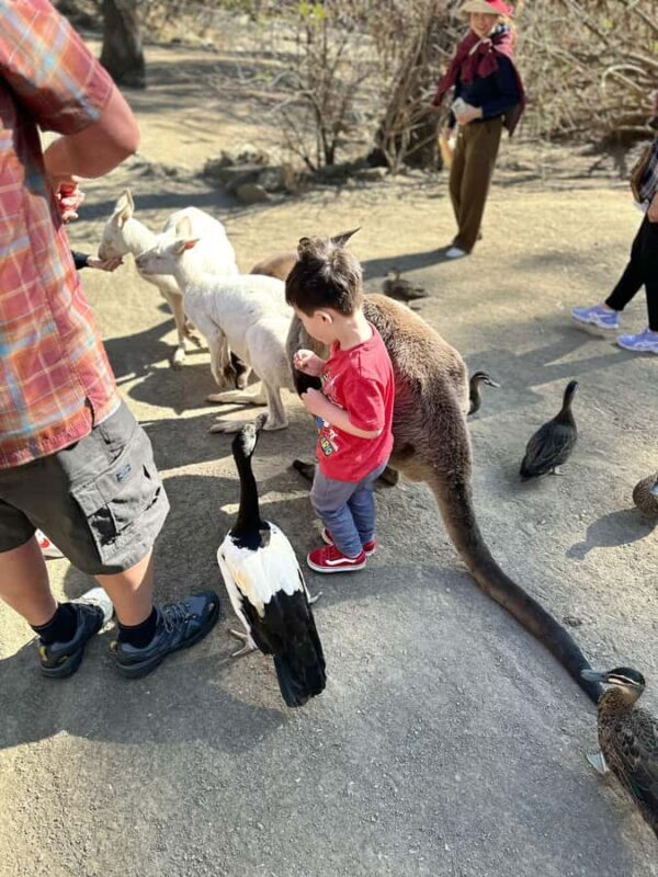 From Adelaide: Cuddle a Koala and Historic Hahndorf Tour - Discovering the Highlights: What to Expect