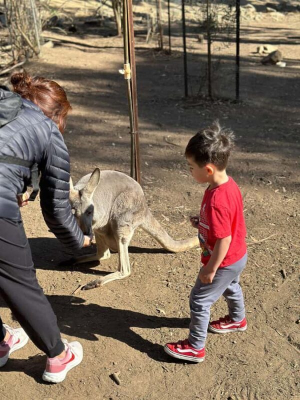 From Adelaide: Cuddle a Koala and Historic Hahndorf Tour - Price and Value