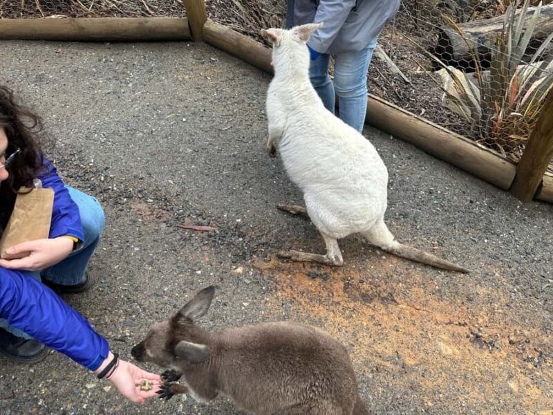 From Adelaide: Cuddle a Koala and Historic Hahndorf Tour - Real Traveler Insights