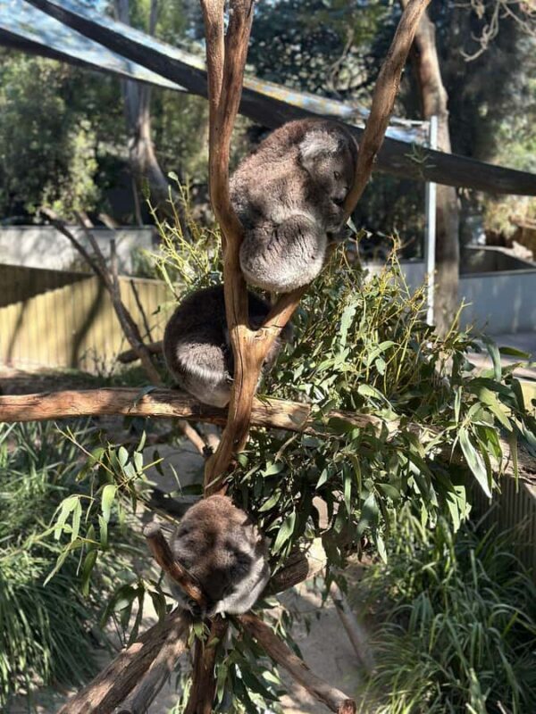 From Adelaide: Cuddle a Koala and Historic Hahndorf Tour - Final Thoughts