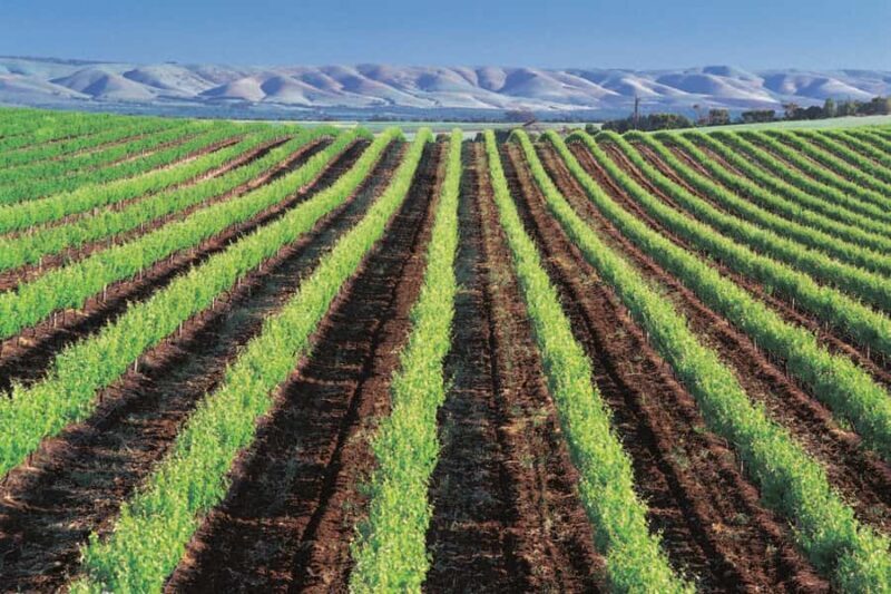 From Adelaide: Victor Harbor & Southern Highlights Day Tour - Who Is This Tour Best For?