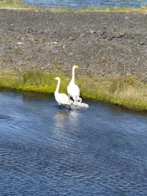 From Airport to Adventure: Private Reykjanes Peninsula Tour - Who Is This Tour Best For?