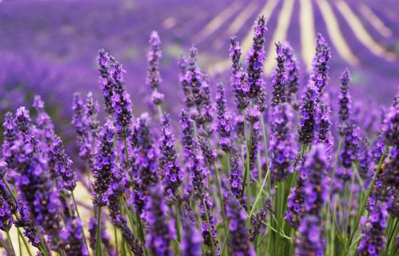 From Aix: Day Trip to Valensole Lavender Fields in Provence - Key Points