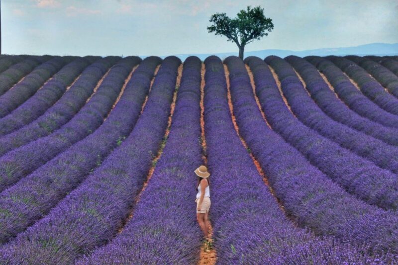 From Aix: Day Trip to Valensole Lavender Fields in Provence - What to Expect on the Tour