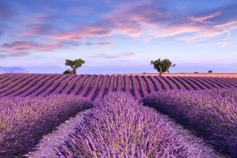 From Aix: Day Trip to Valensole Lavender Fields in Provence - Benefits and Considerations