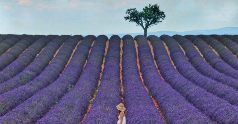 From Aix: Day Trip to Valensole Lavender Fields in Provence - Final Thoughts