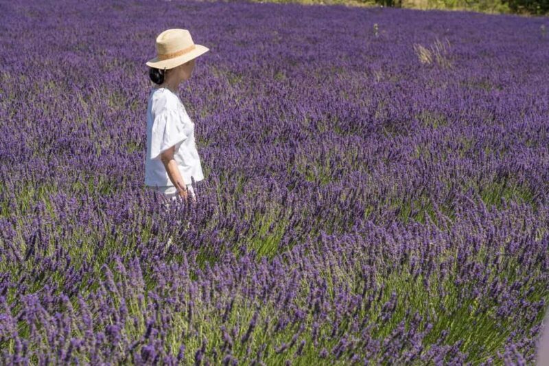 From Aix-en-Provence: Lavender Half Day Tour - Who Will Love This Tour?