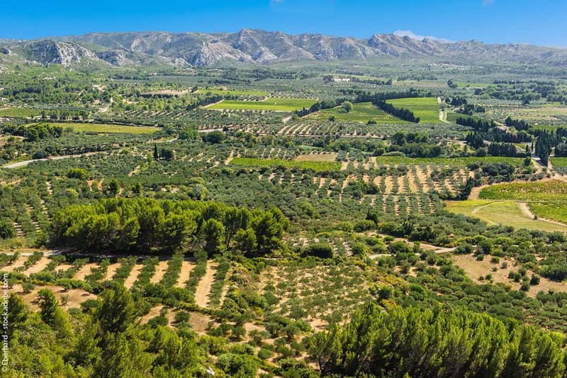 From Aix-en-Provence : Wine, Olive Oil and Scenic Villages - A Closer Look at the Itinerary and Highlights
