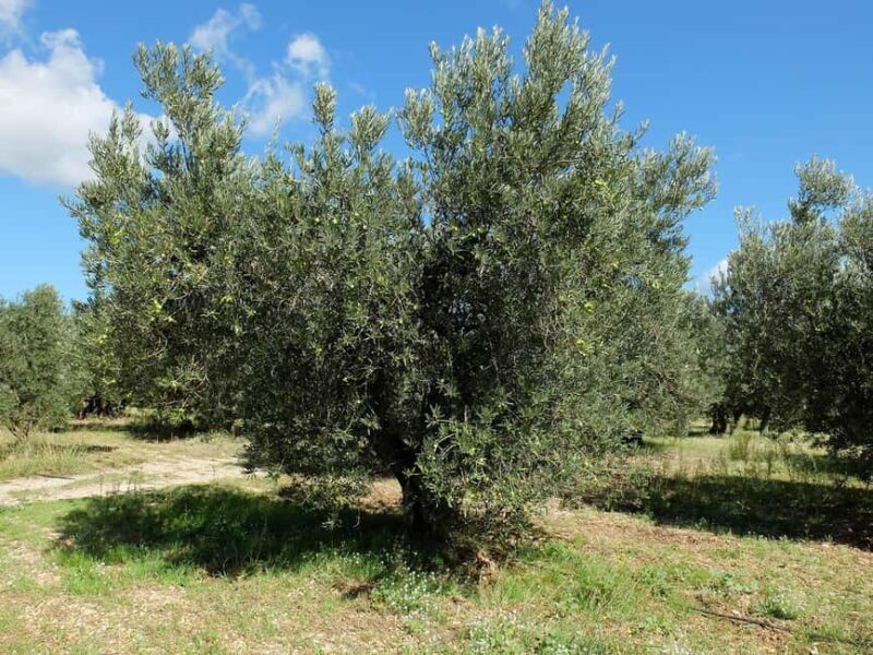 From Aix-en-Provence : Wine, Olive Oil and Scenic Villages - FAQ