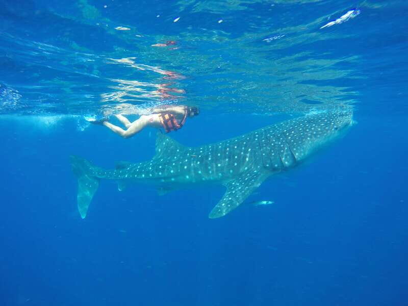 From Akumal: Whale Shark Tour - Key Points