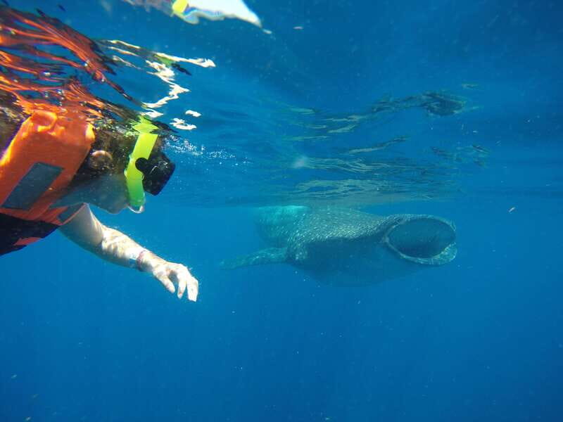 From Akumal: Whale Shark Tour - The Itinerary Breakdown