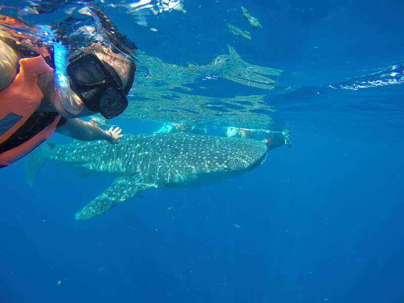 From Akumal: Whale Shark Tour - Price & Value