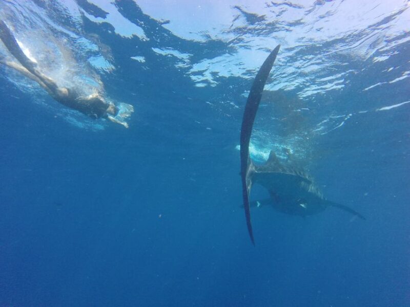 From Akumal: Whale Shark Tour - Final Thoughts