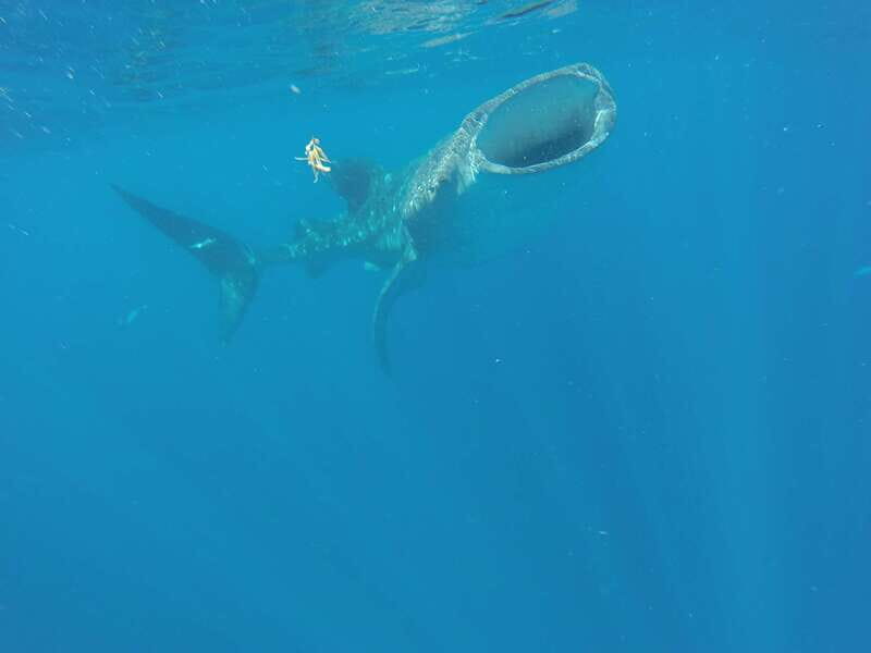 From Akumal: Whale Shark Tour - Frequently Asked Questions