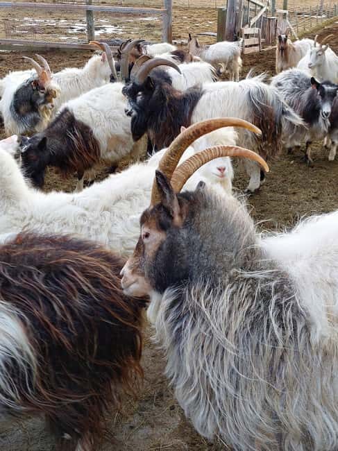 From Akureyri: Skagafjörður Farm Visit with Viking Battle - Practical Details