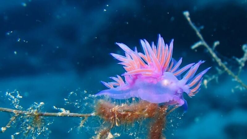 From Alanya: Scuba Diving Tour with Hotel Transfers - Final Thoughts: Is It Worth It?