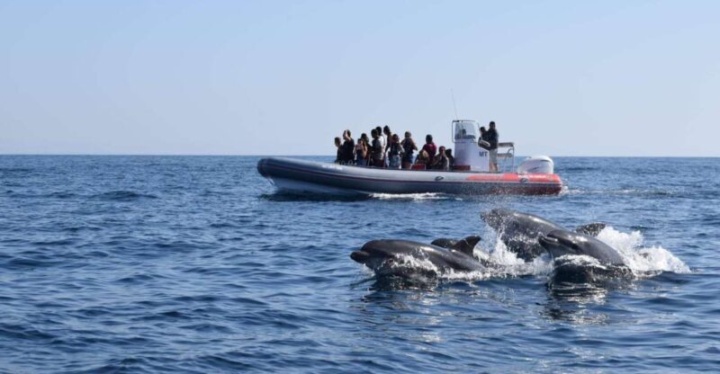 From Albufeira: Benagil Caves and Dolphins Guided Boat Tour - Value for Money and Practical Tips