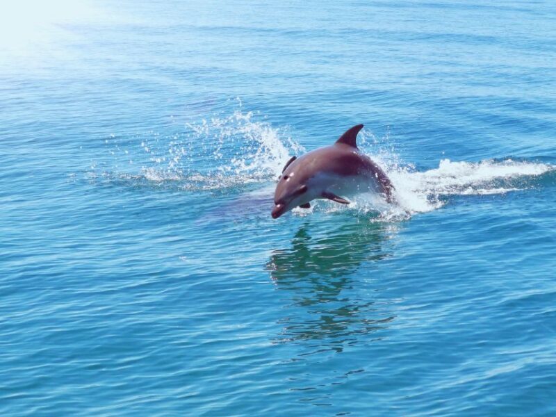 From Albufeira: Benagil Caves and Dolphins Guided Boat Tour - Who is This Tour Best For?