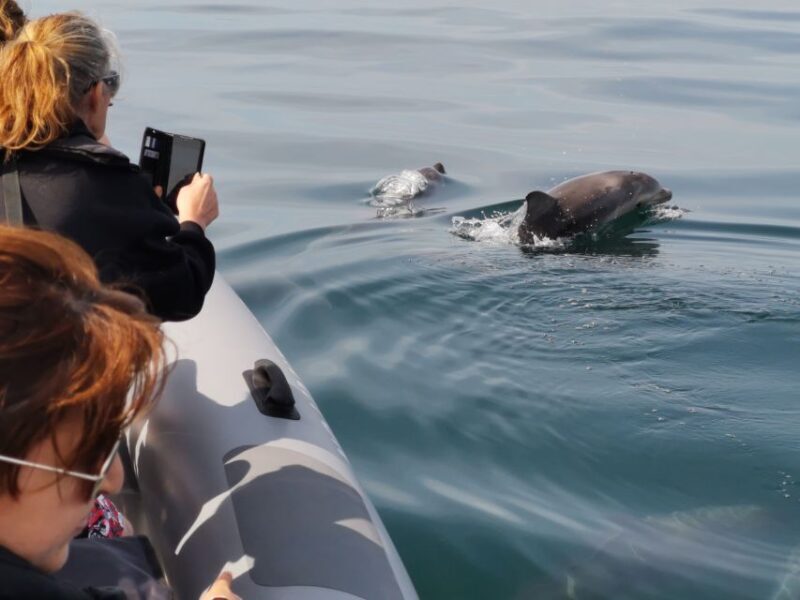 From Albufeira: Benagil Caves and Dolphins Guided Boat Tour - FAQ