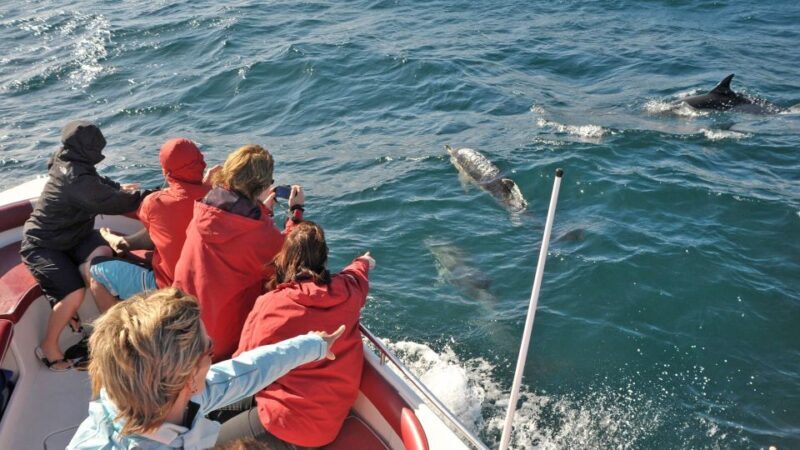 From Albufeira: Dolphins and Caves 2.5-Hour Boat Trip - What to Expect on the Trip