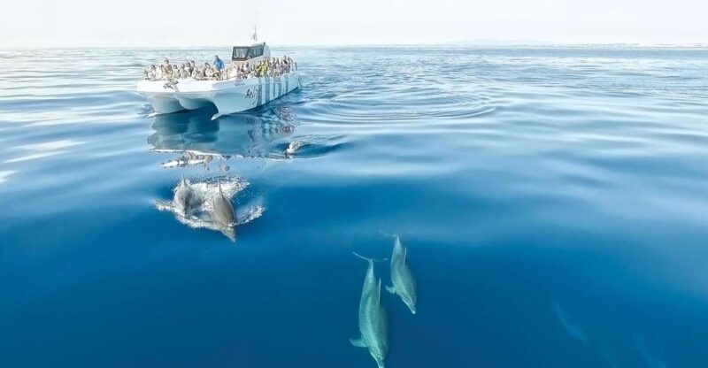 From Albufeira: Dolphins and Caves 2.5-Hour Boat Trip - The Experience’s Pros and Cons