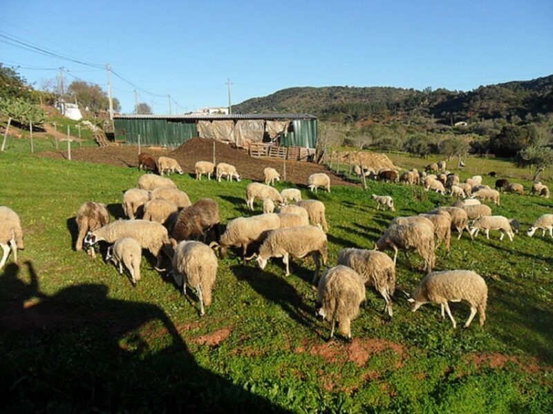 From Albufeira: Half-Day Algarve Jeep Safari - Price and Value