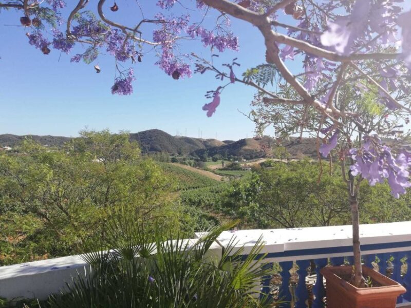 From Albufeira: Half-Day Winery Tour and Silves - A Deep Dive into the Experience