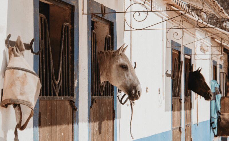 From Albufeira: Horse Riding Tour with Pickup - Key Points