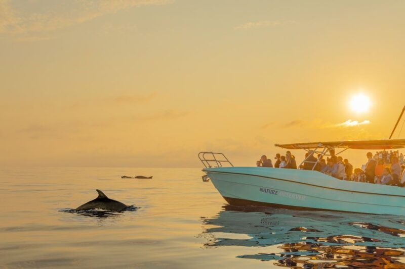 From Alcudia: Sunrise Dolphin Watching Boat Tour - Key Points