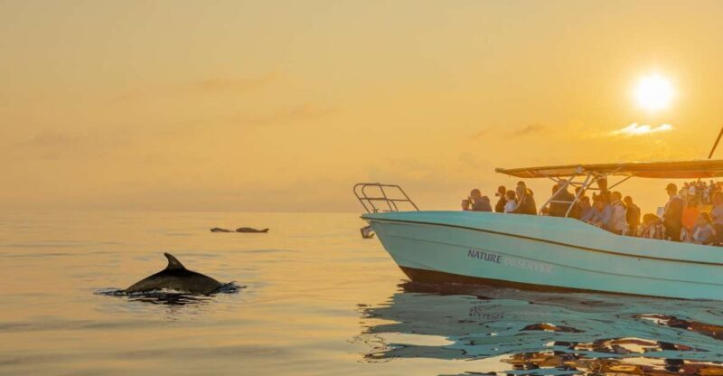 From Alcudia: Sunrise Dolphin Watching Boat Tour - What to Expect from This Dolphin Tour