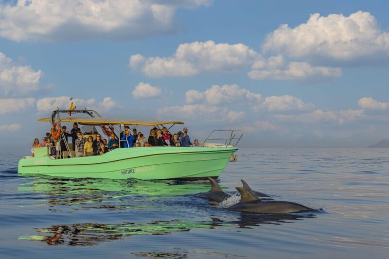 From Alcudia: Sunrise Dolphin Watching Boat Tour - The Experience: Real Traveler Insights