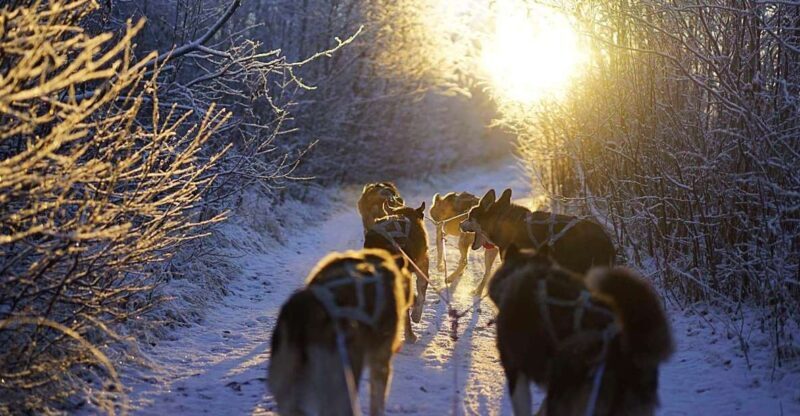 From Alta: Huskey Dog Sledding Tour - Key Points