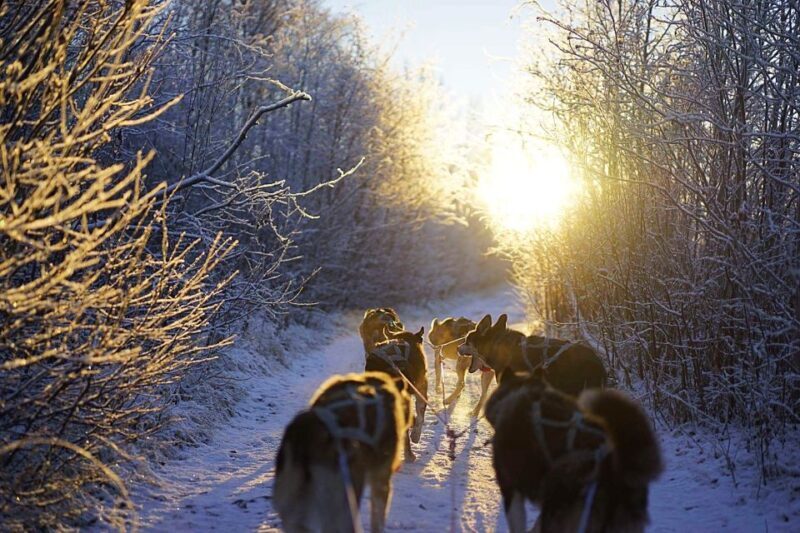 From Alta: Huskey Dog Sledding Tour - What to Expect from the Husky Dog Sledding Tour