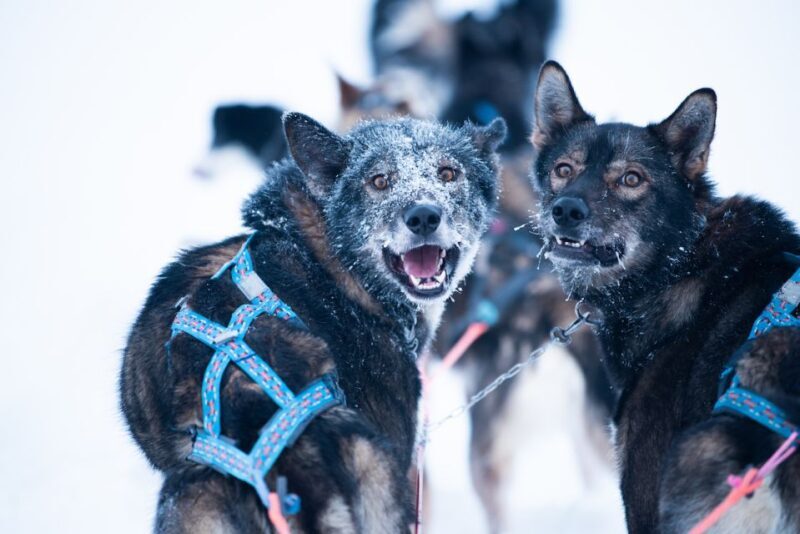 From Alta: Huskey Dog Sledding Tour - The Practical Side: Logistics and Considerations