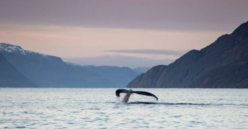 From Alta: Small Group Whale Watching by RIB - FAQs