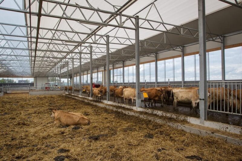 From Amsterdam; Alkmaar Cheese market & Zaanse Schans - Frequently Asked Questions