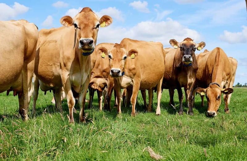 From Amsterdam: Volendam and Zaanse Schans Tour with Cheese - Amsterdam Canal Cruise option: extending the day with a voucher