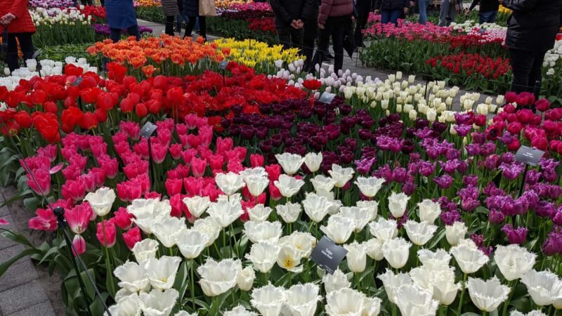 From Amsterdam: Keukenhof and Tulip Experience Tour - Final Thoughts
